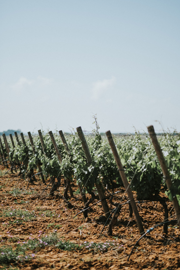 Tenuta Jaddico | Tenute Rubino | Vini del Salento 