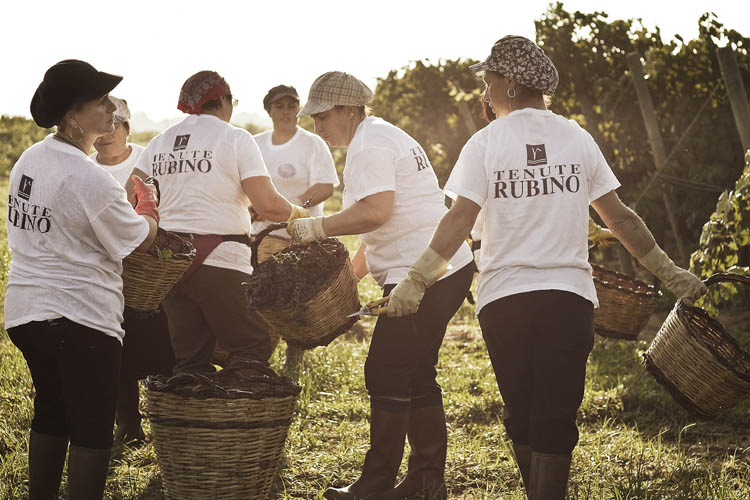 Vendemmia alle Tenute Rubino