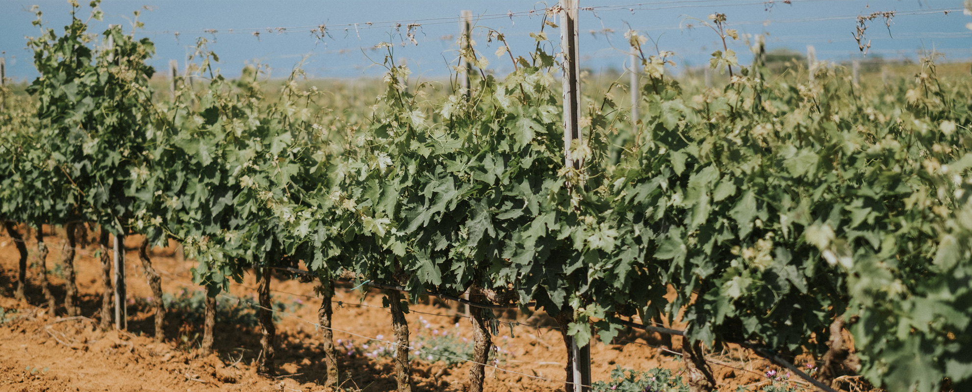 Events dedicated to wine lovers light up Puglia’s summer season