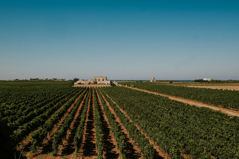 Tenuta Jaddico | Tenute Rubino | Vini del Salento 