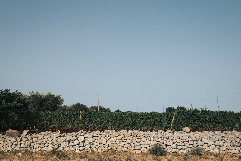 Vigneto di Ostuni | Tenute Rubino | Vini del Salento 