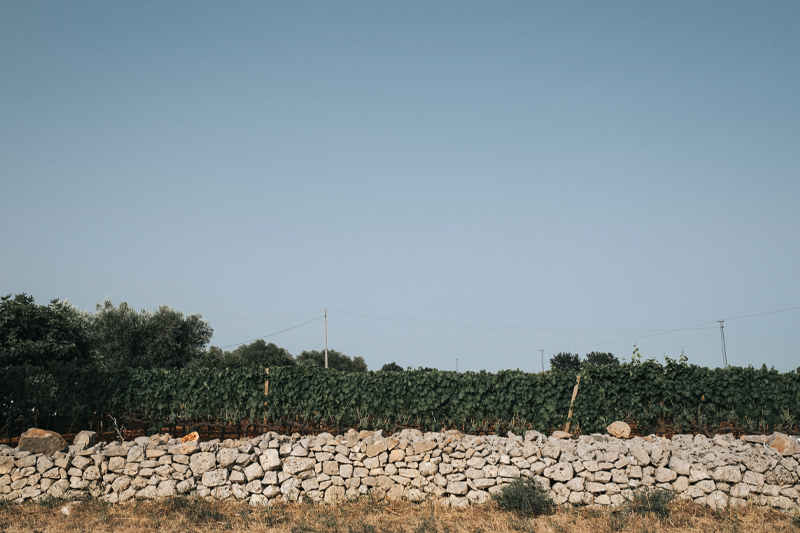 The Ostuni vineyard | Tenute Rubino | Vini del Salento 