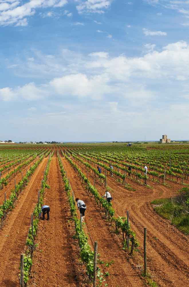 Jaddico | Tenute Rubino | Vini del Salento