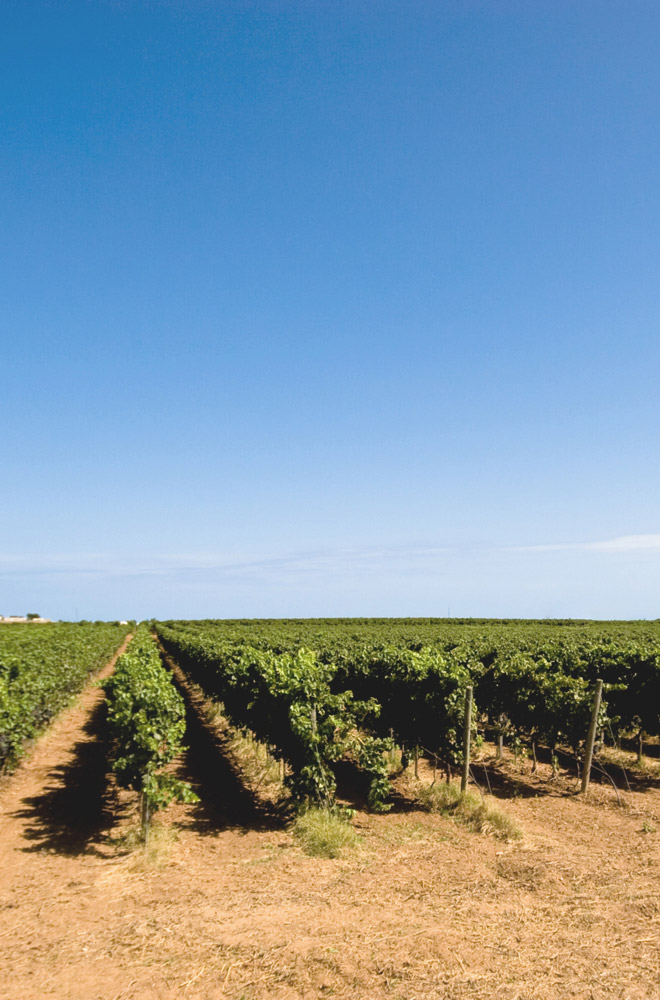 Punta Aquila | Tenute Rubino | Vini del Salento