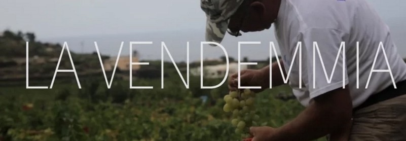 LA WINERAM PRODUCTIONS PER LA PRIMA VOLTA IN ITALIA REALIZZA UN VIDEO EMOZIONALE SULLA VENDEMMIA