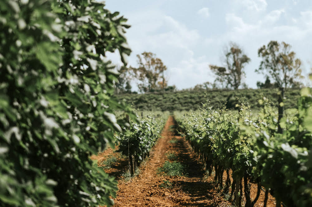 Visita in cantina - Tenute Rubino | I Vini del Salento