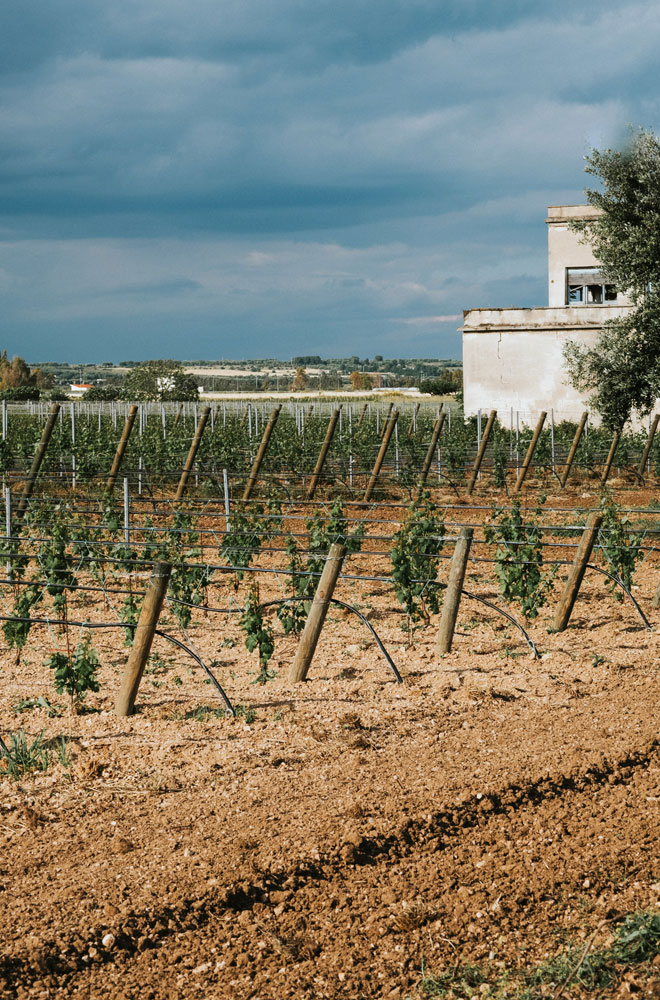 Palombara | Tenute Rubino | Vini del Salento