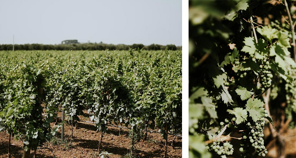 Tenuta Palombara | Le tenute di Tenute Rubino - Casa del Susumaniello