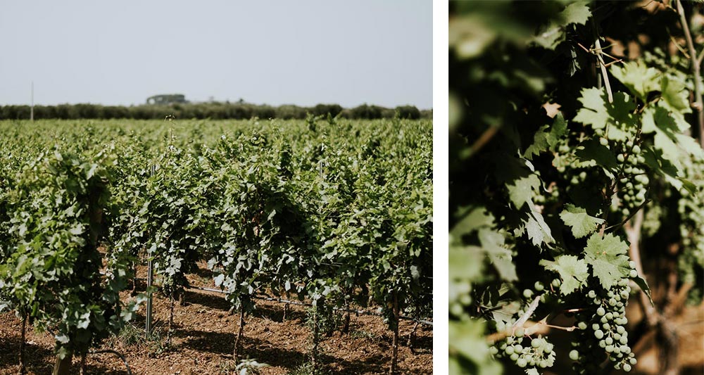 Tenuta Palombara | Le tenute di Tenute Rubino - Casa del Susumaniello