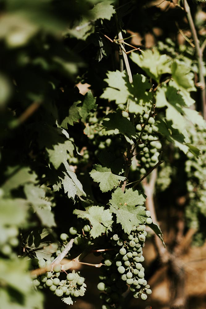 Palombara Estate | Tenute Rubino | Vini del Salento 