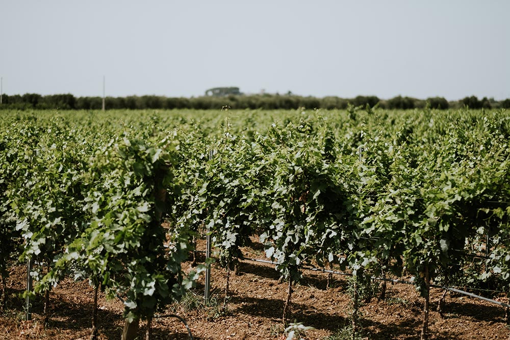 Palombara Estate | Tenute Rubino | Vini del Salento 