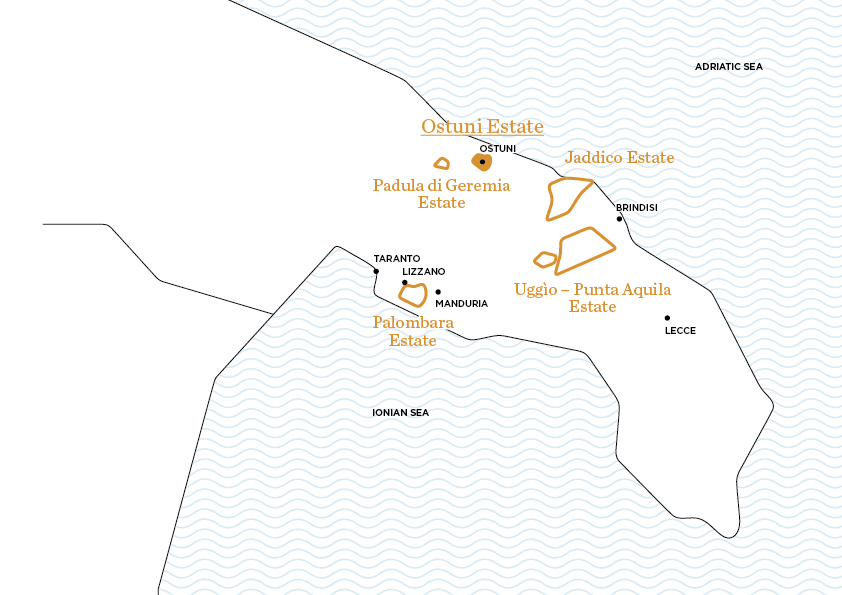 Il Vigneto di Ostuni | Le tenute di Tenute Rubino - Casa del Susumaniello Il Vigneto di Ostuni | Le tenute di Tenute Rubino - Casa del Susumaniello