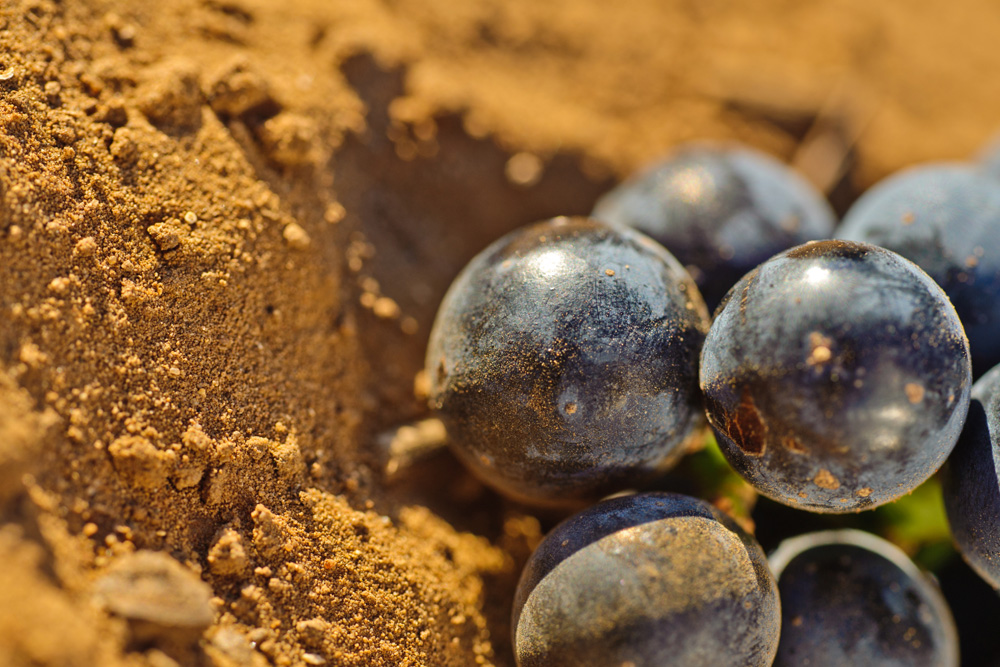 Susumaniello | Famiglia Rubino | Tenute Rubino | I Vini della Puglia