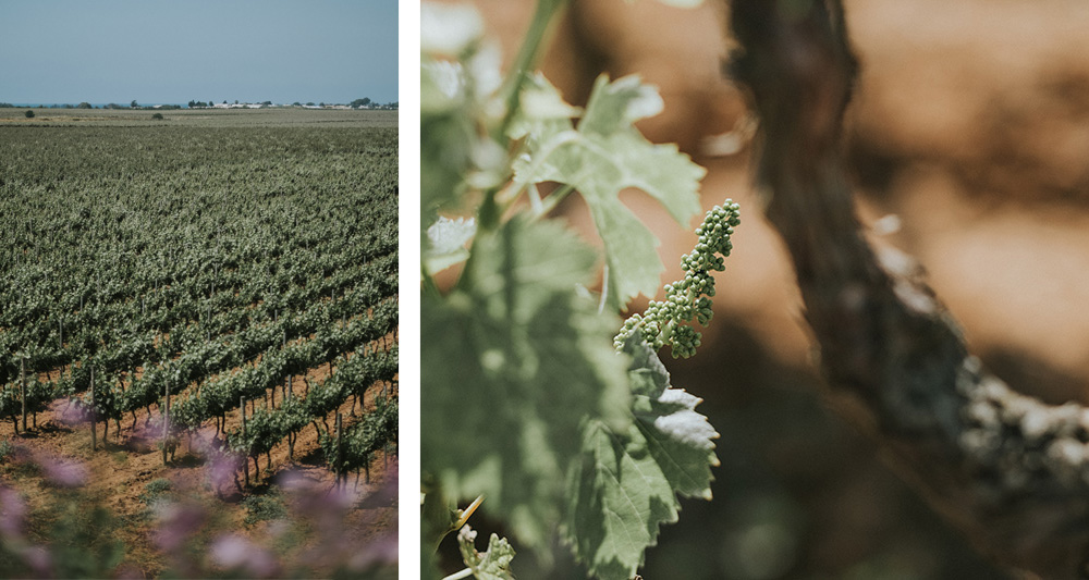 Susumaniello | Famiglia Rubino | Tenute Rubino | I Vini della Puglia