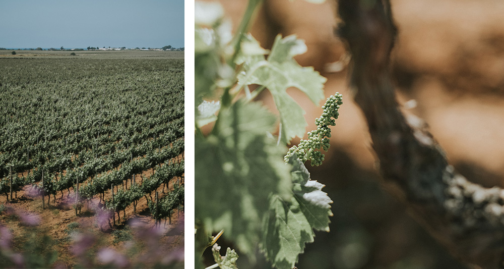 Susumaniello | Famiglia Rubino | Tenute Rubino | I Vini della Puglia