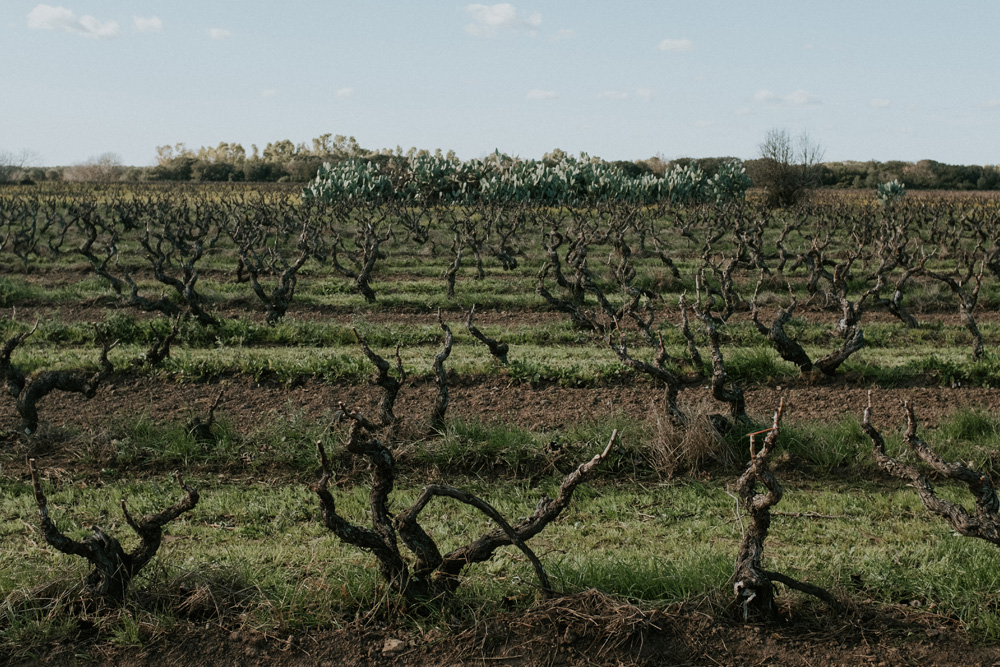 Vite ad Alberello | Famiglia Rubino | Tenute Rubino | I Vini della Puglia