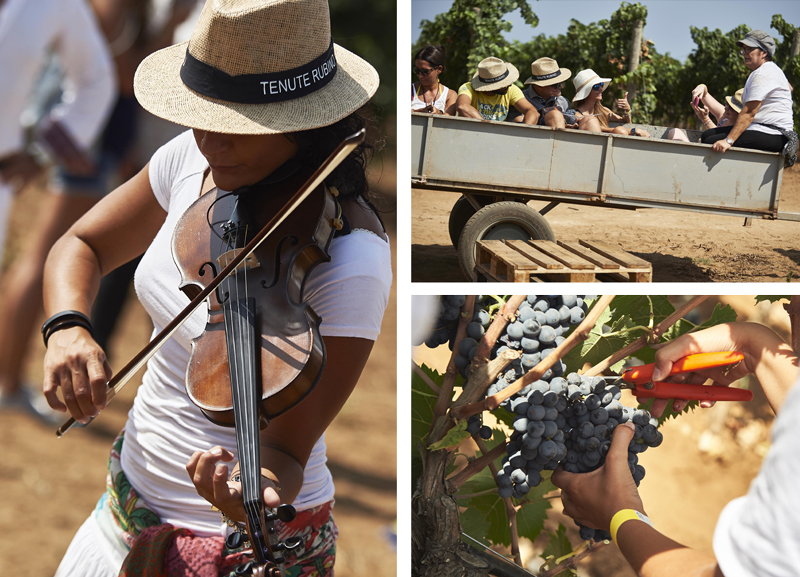 La vendemmia delle donne | Tenute Rubino | La Casa del Susumaniello