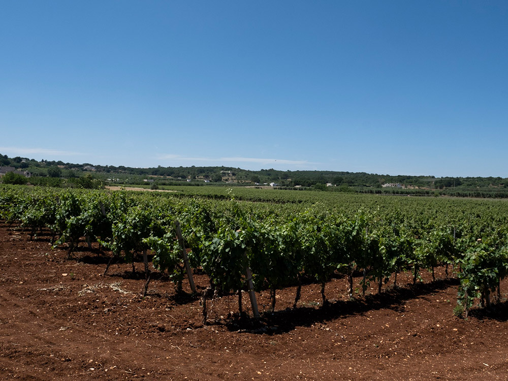 Tenuta Padula di Geremia | Tenute Rubino | Vini del Salento 