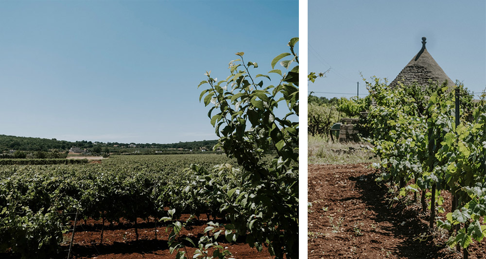 Tenuta Padula Di Geremia | Le tenute di Tenute Rubino - Casa del Susumaniello